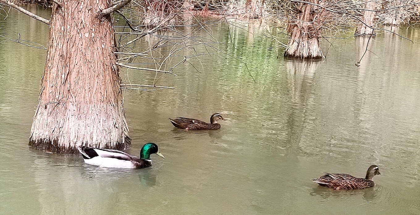 三灣落羽松祕境探索：最佳季節與攝影技巧揭密