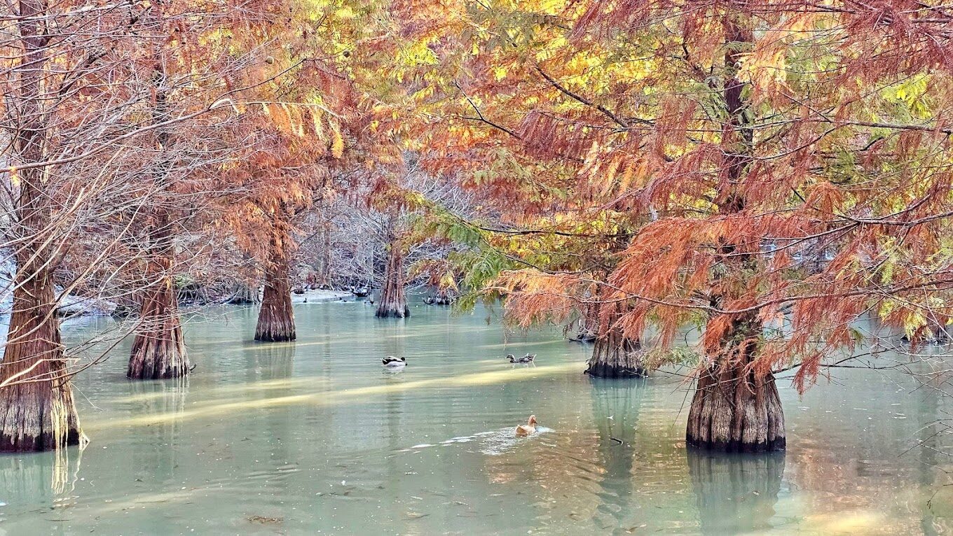 三灣落羽松祕境探索：最佳季節與攝影技巧揭密