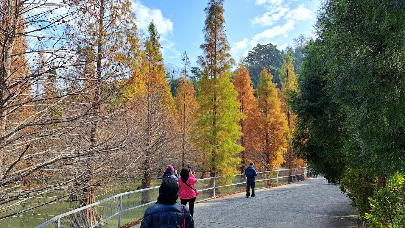 三灣落羽松祕境探索：最佳季節與攝影技巧揭密