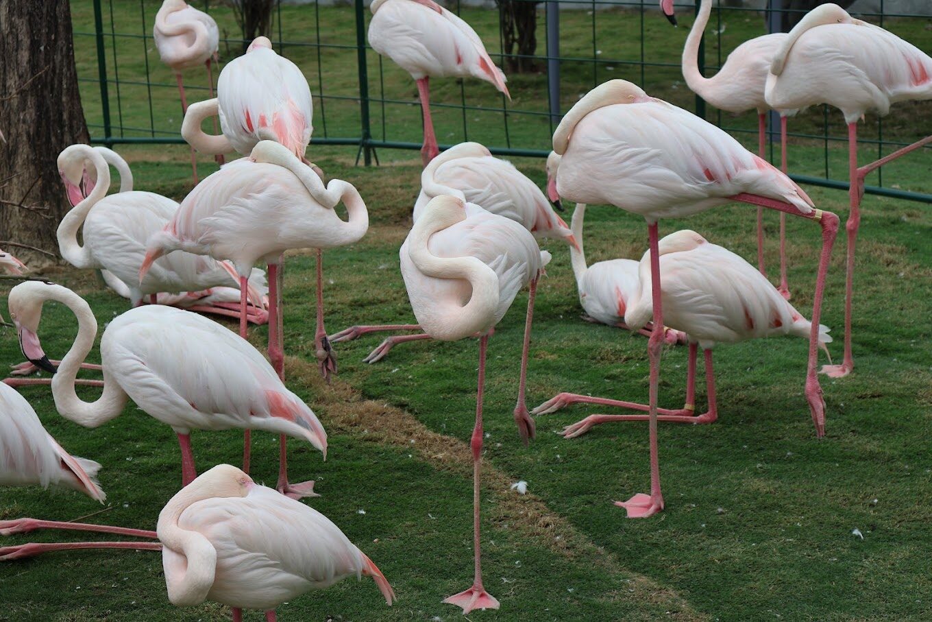 九九峰動物樂園的評論：獨特動物展覽與家庭友善活動大揭密