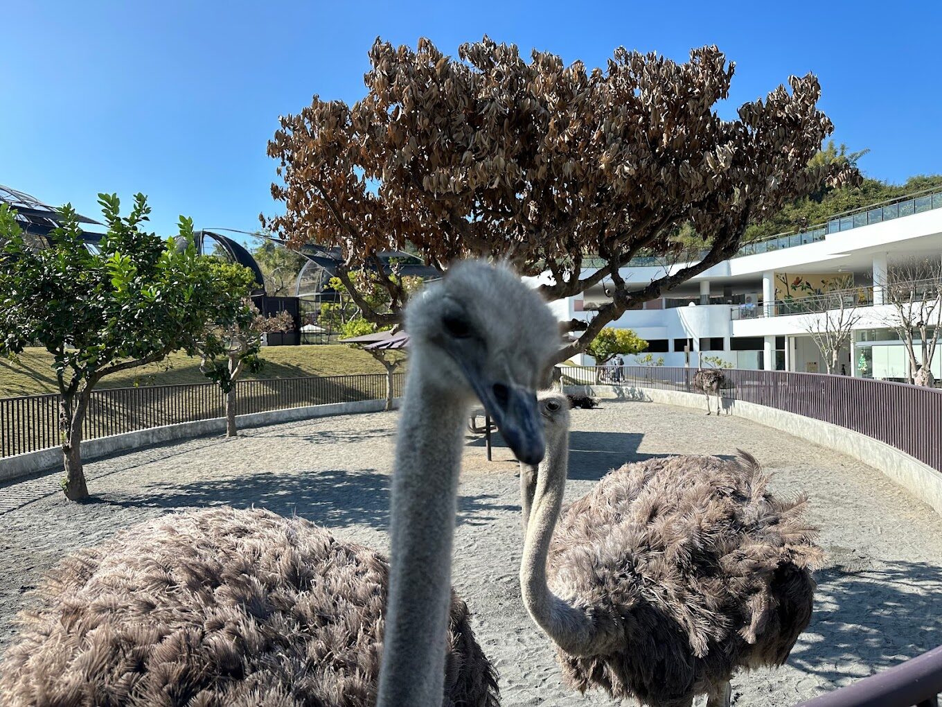 九九峰動物樂園的評論：獨特動物展覽與家庭友善活動大揭密