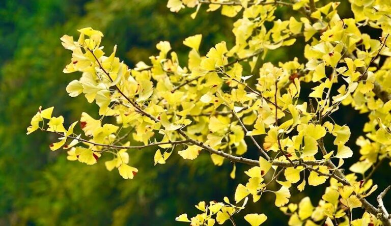 銀杏森林最佳旅行時間與地點：觀賞秋季金色美景的精選指南