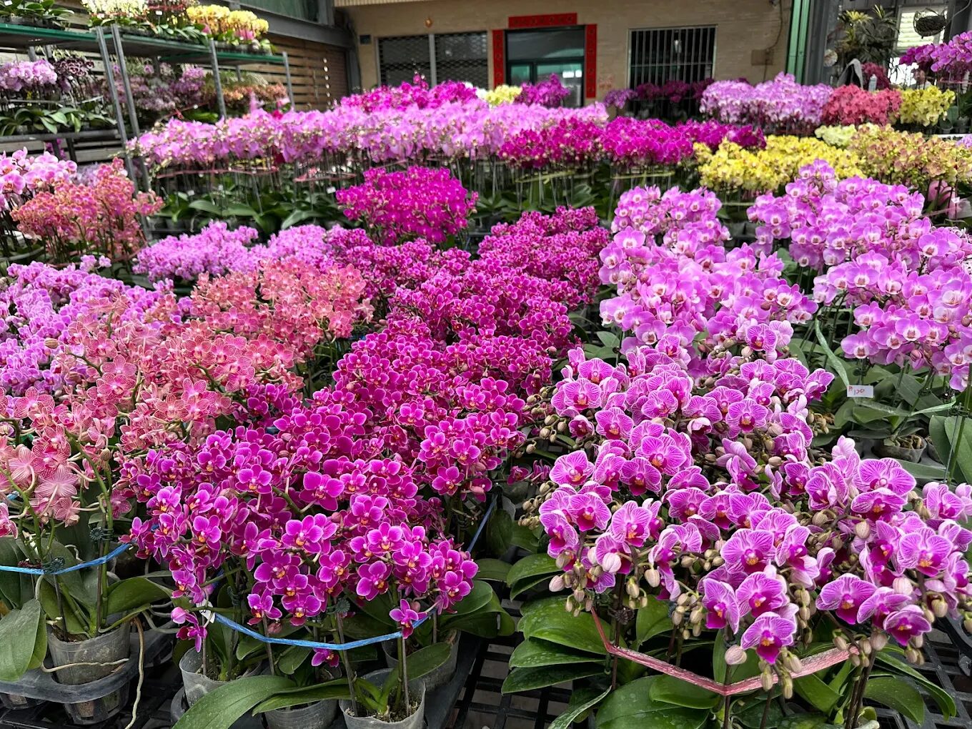 彰化親子景點：彰化動物互動，田尾公路花園的親子體驗指南