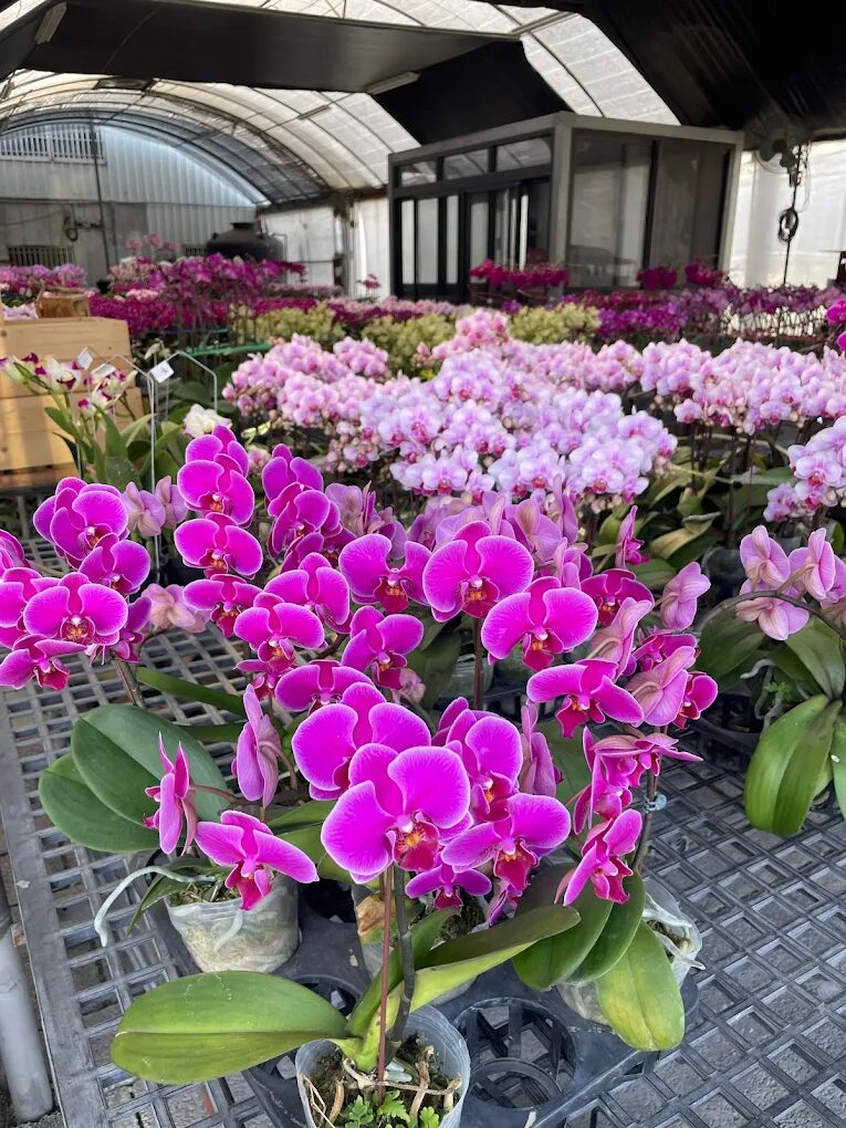 彰化親子景點：彰化動物互動，田尾公路花園的親子體驗指南