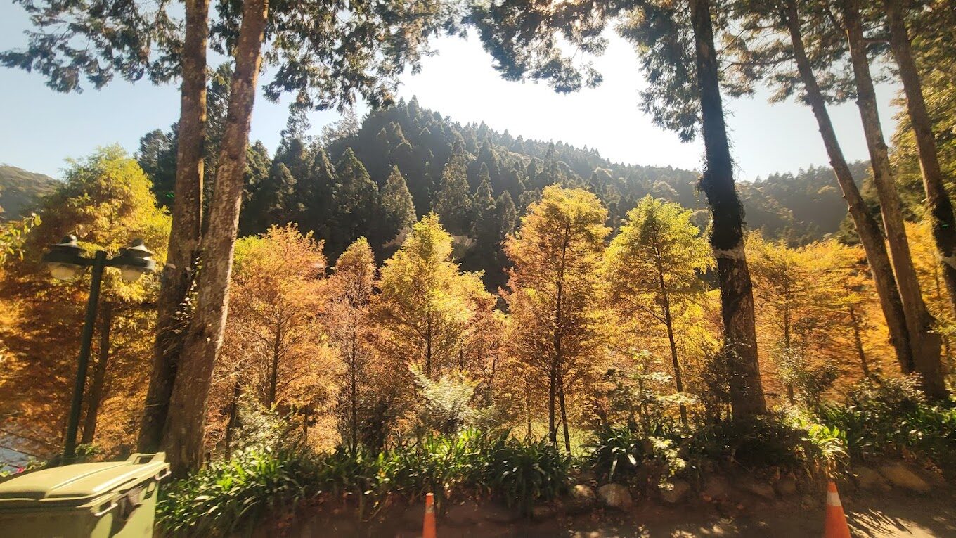 探索杉林溪森林生態渡假園區：最佳森林步道指南