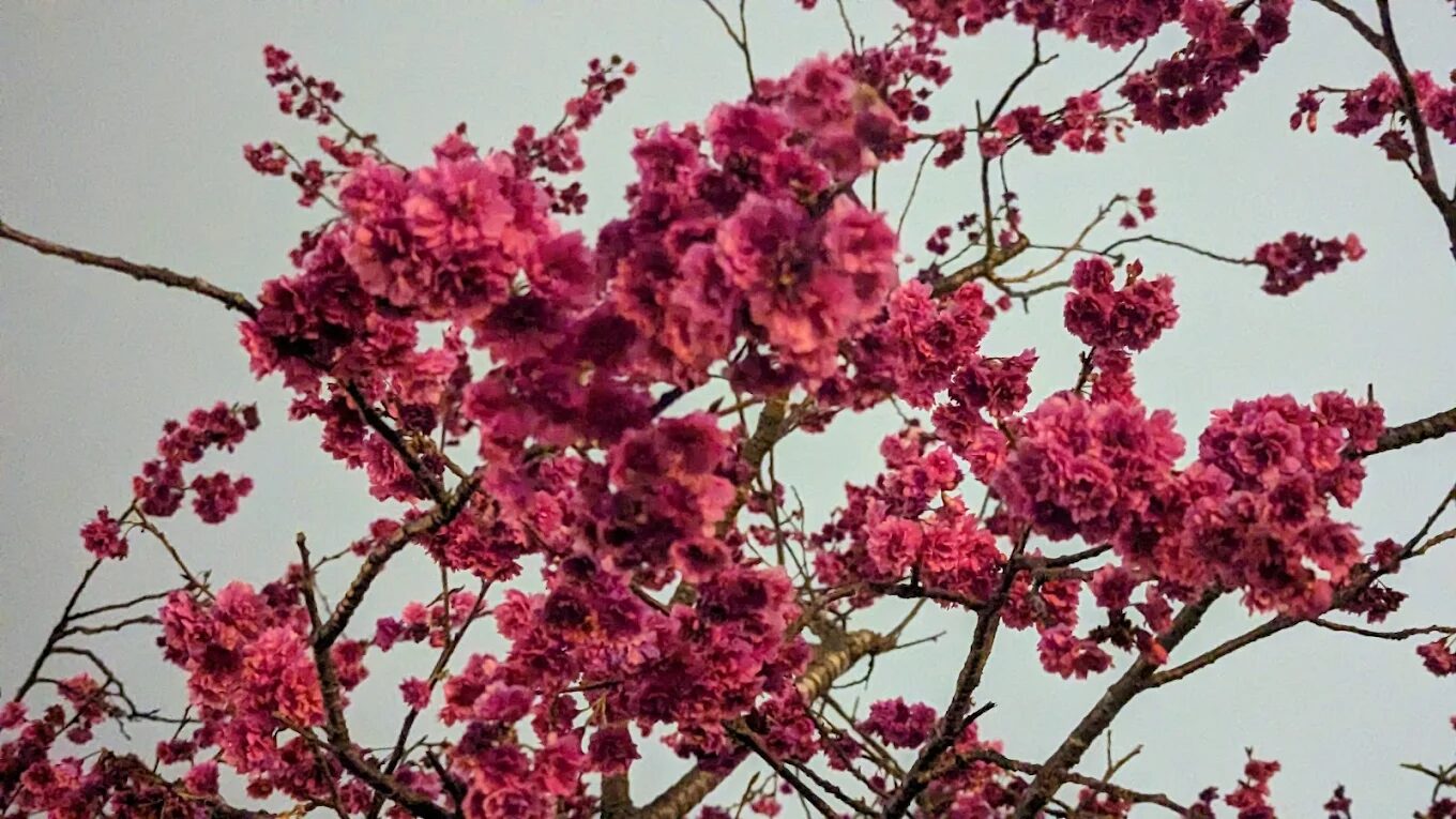 桃園熱門景點一日遊推薦