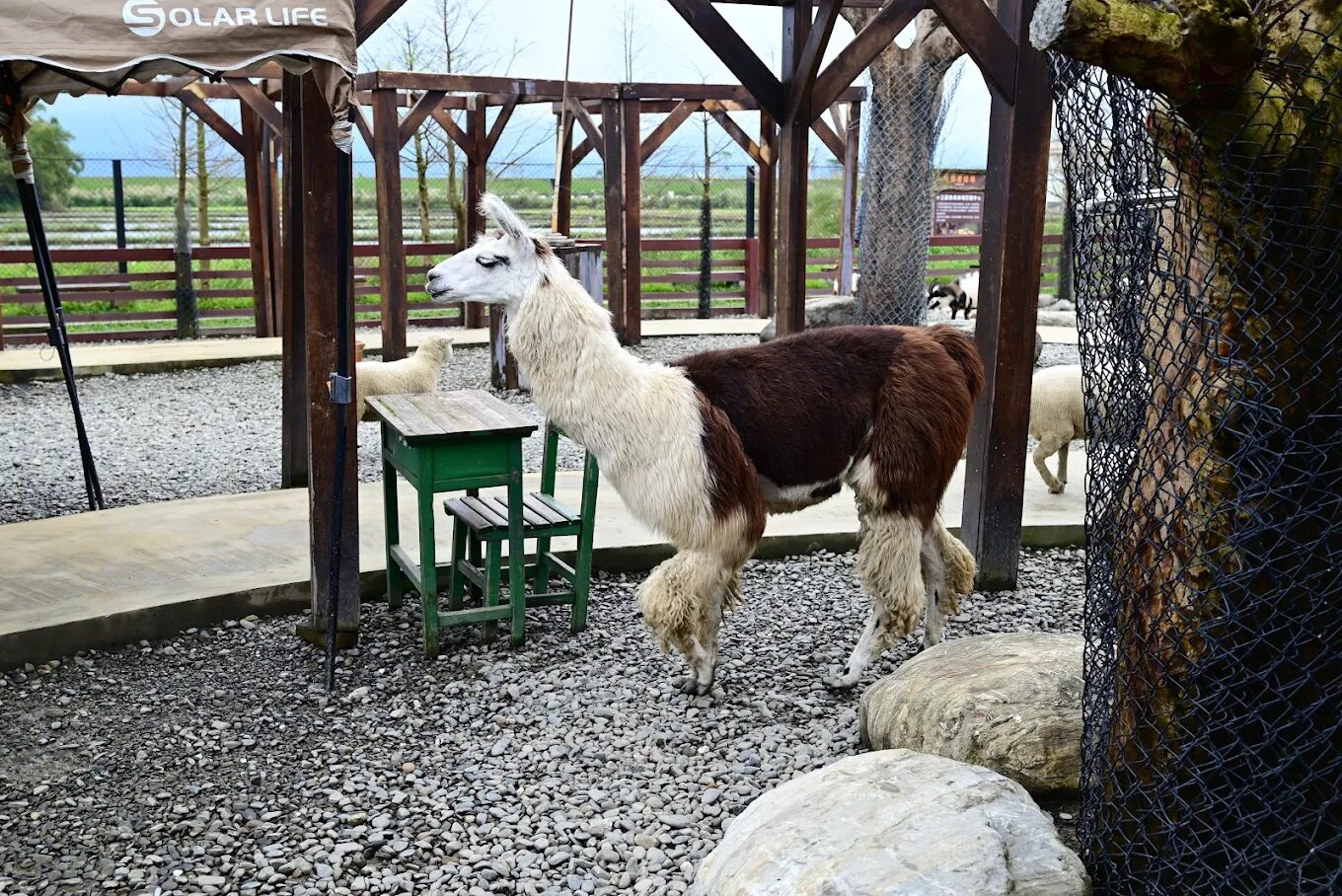 蘭陽動植物王國生態旅遊指南:深入了解台灣的珍稀物種