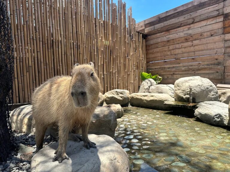 探索蘭陽動植物王國：生態旅遊驚喜與未來趨勢