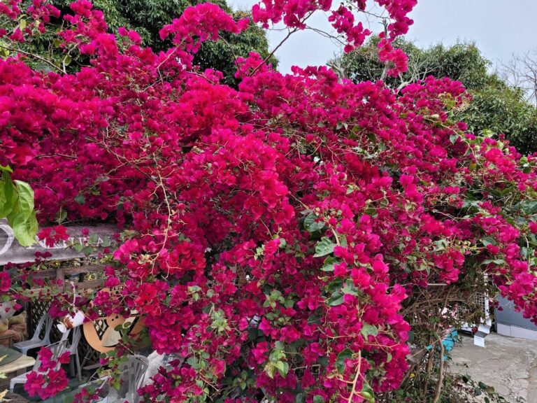 大坑步道自然景觀指南：每個季節的最佳景點