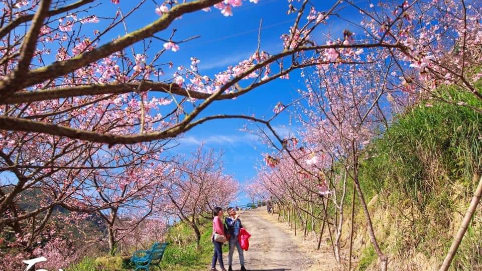 三峽大熊櫻花林