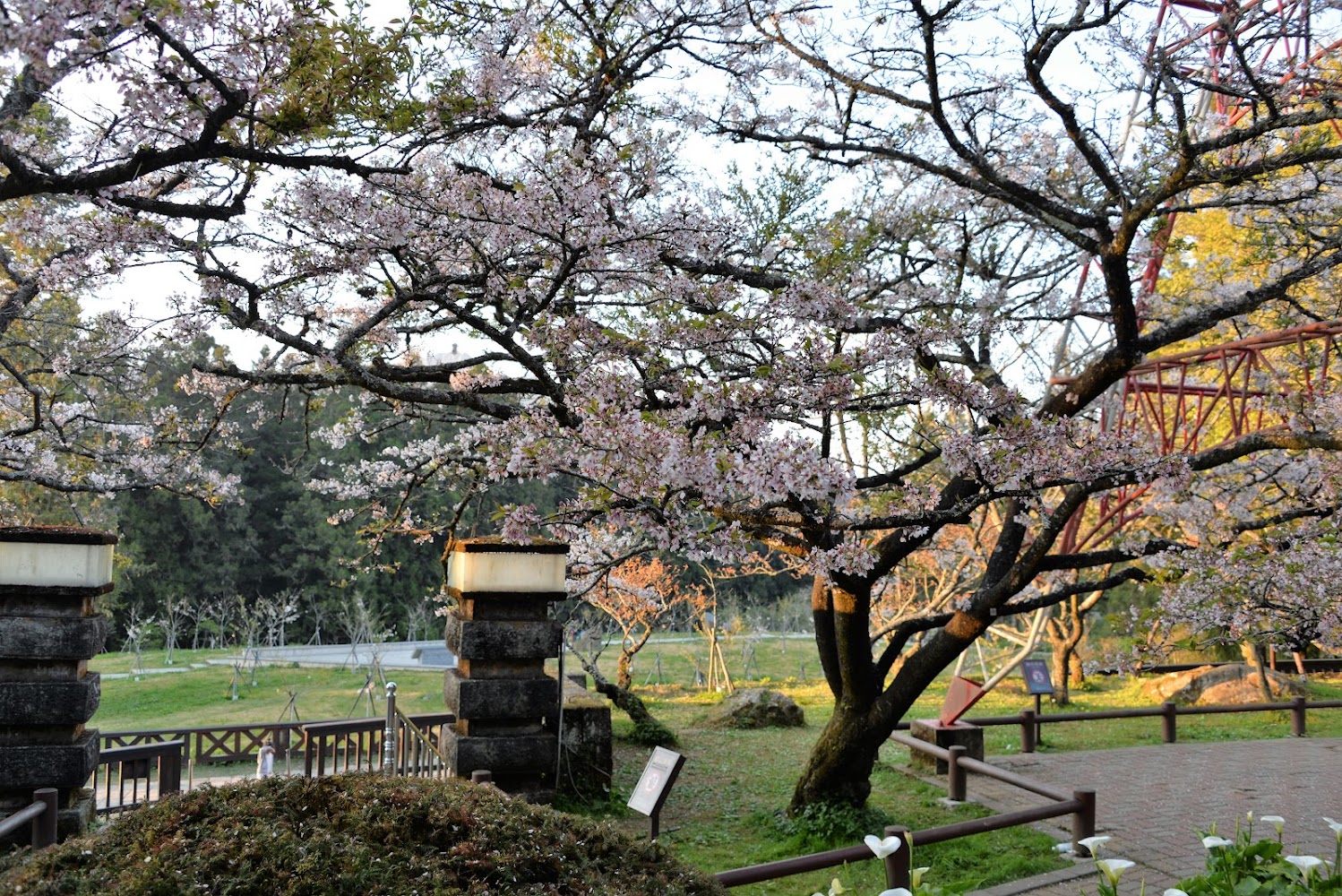 【2025】阿里山小火車絕美景點推薦｜拍照熱點不容錯過