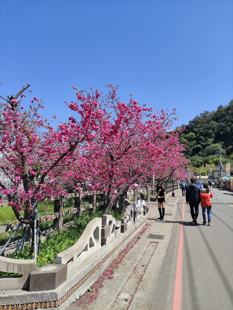 泰安派出所櫻花林