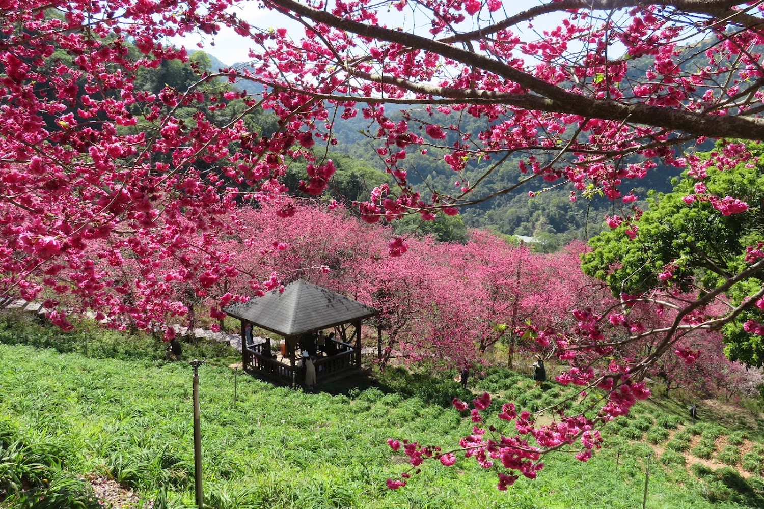 沐心泉休閒農場櫻花盛開的美景,粉紅花海與木棧道相映成趣