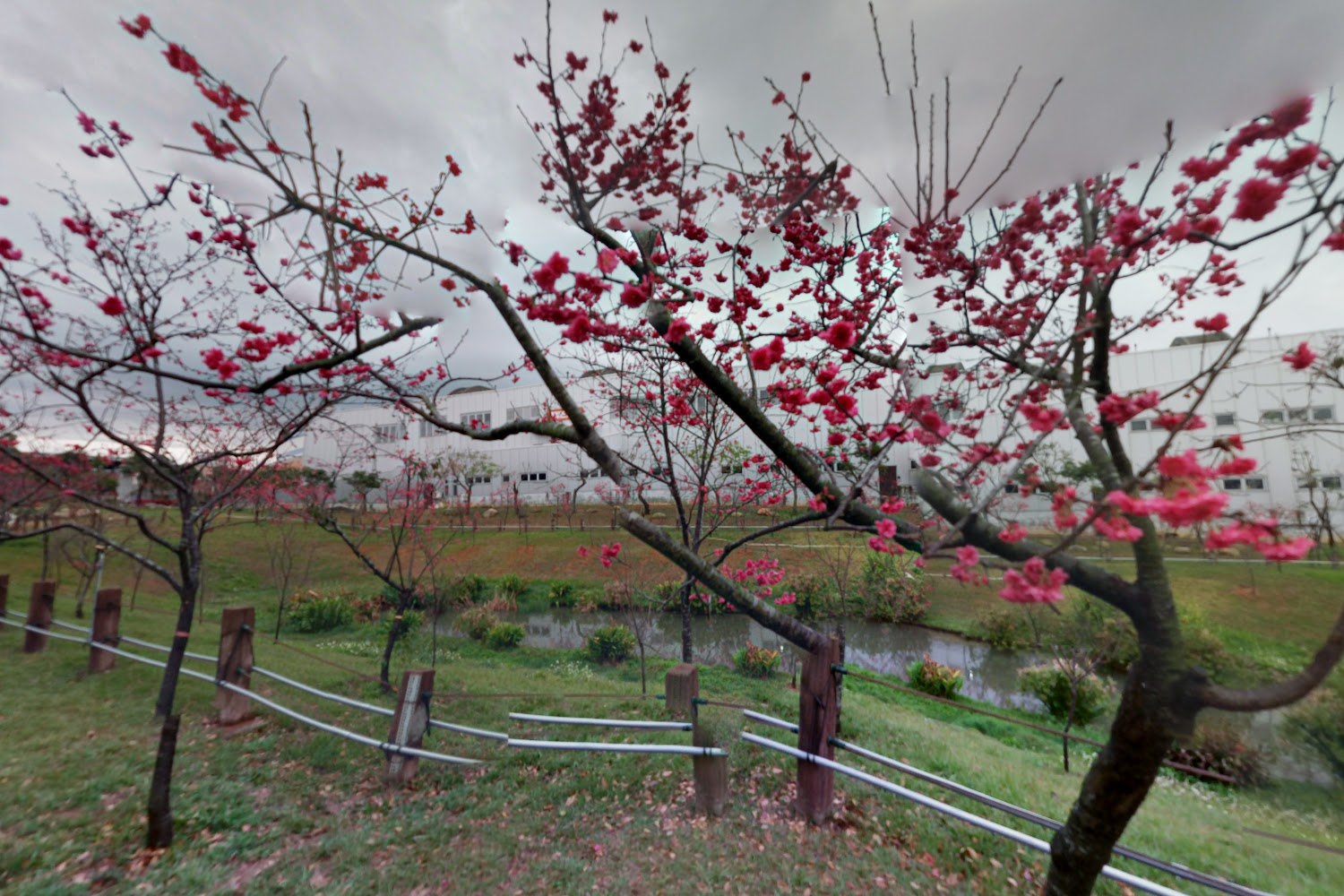 中科崴立櫻花公園攻略｜揭開不為人知的必遊亮點