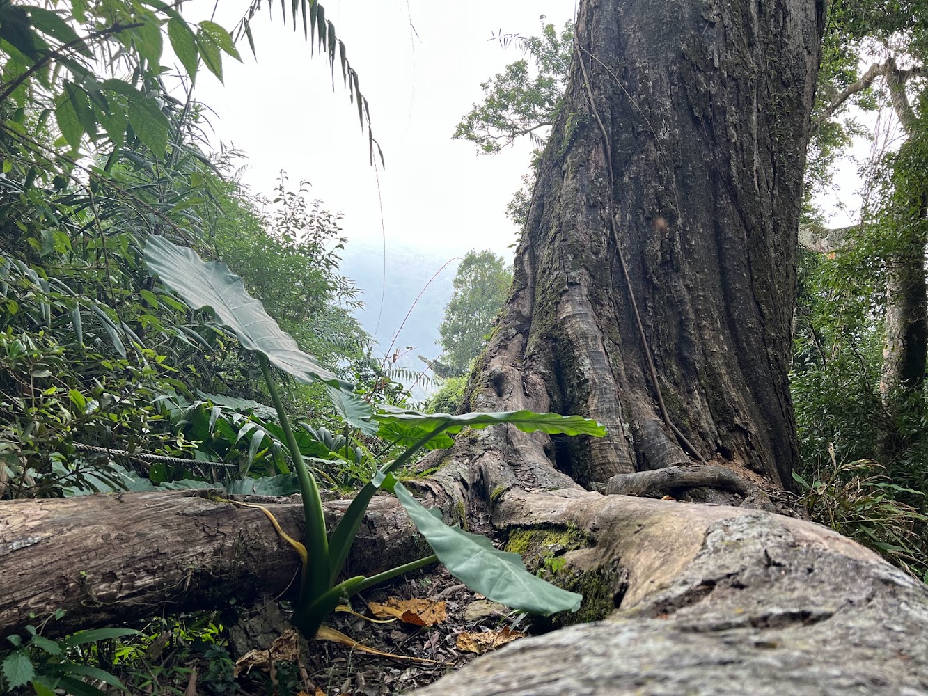 苗栗免費景點：揭開不花錢也能享受的隱藏版秘境