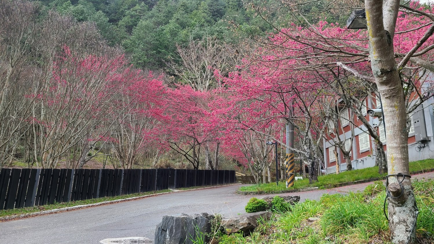 【2025】武陵農場必遊指南｜避免錯過的絕美景點