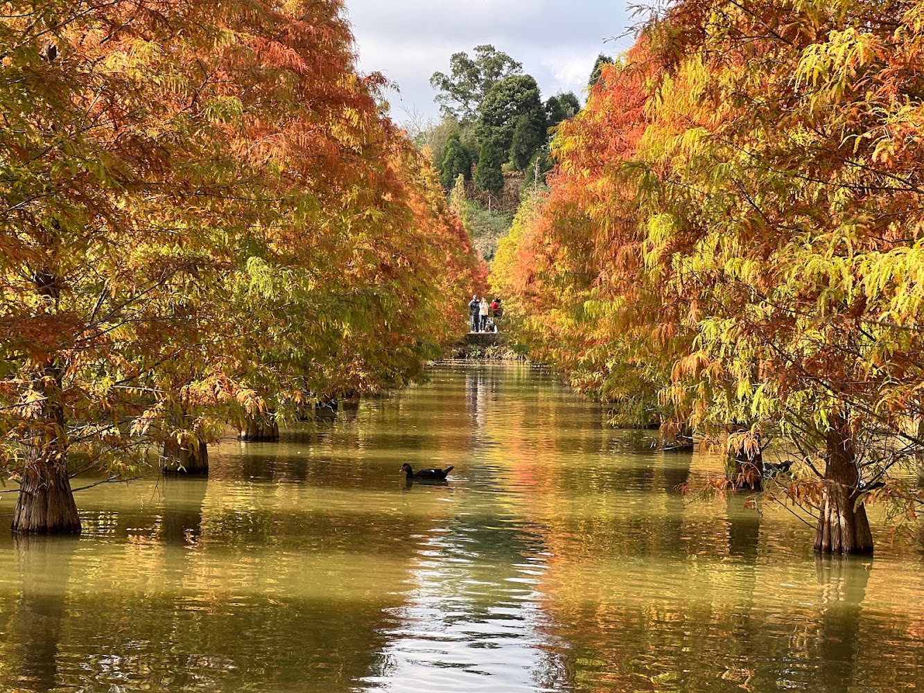 苗栗落羽松秘境