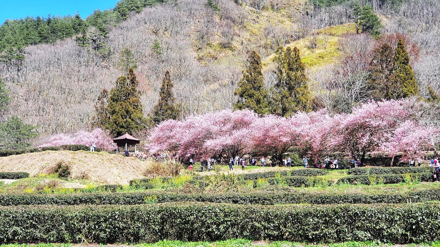 武陵農場茶園步道