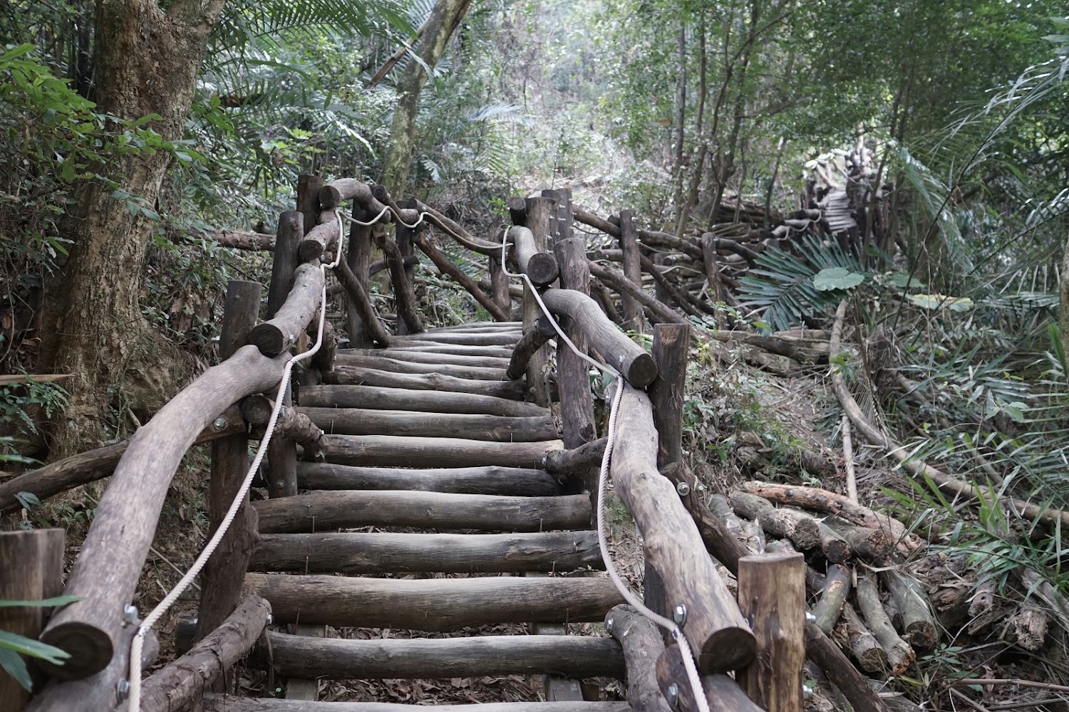 大坑步道旅遊指南｜避開遊客擁擠的秘境路線