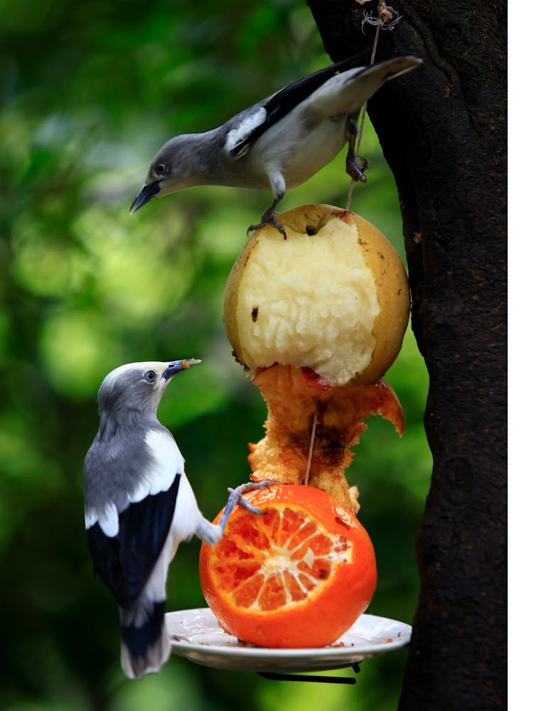 綠世界旅遊指南|探索自然奧秘的必訪景點