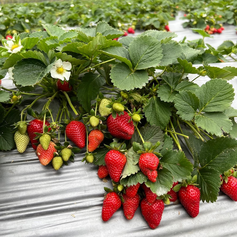 大湖草莓旅遊攻略｜品嚐不可錯過的在地美食與特產