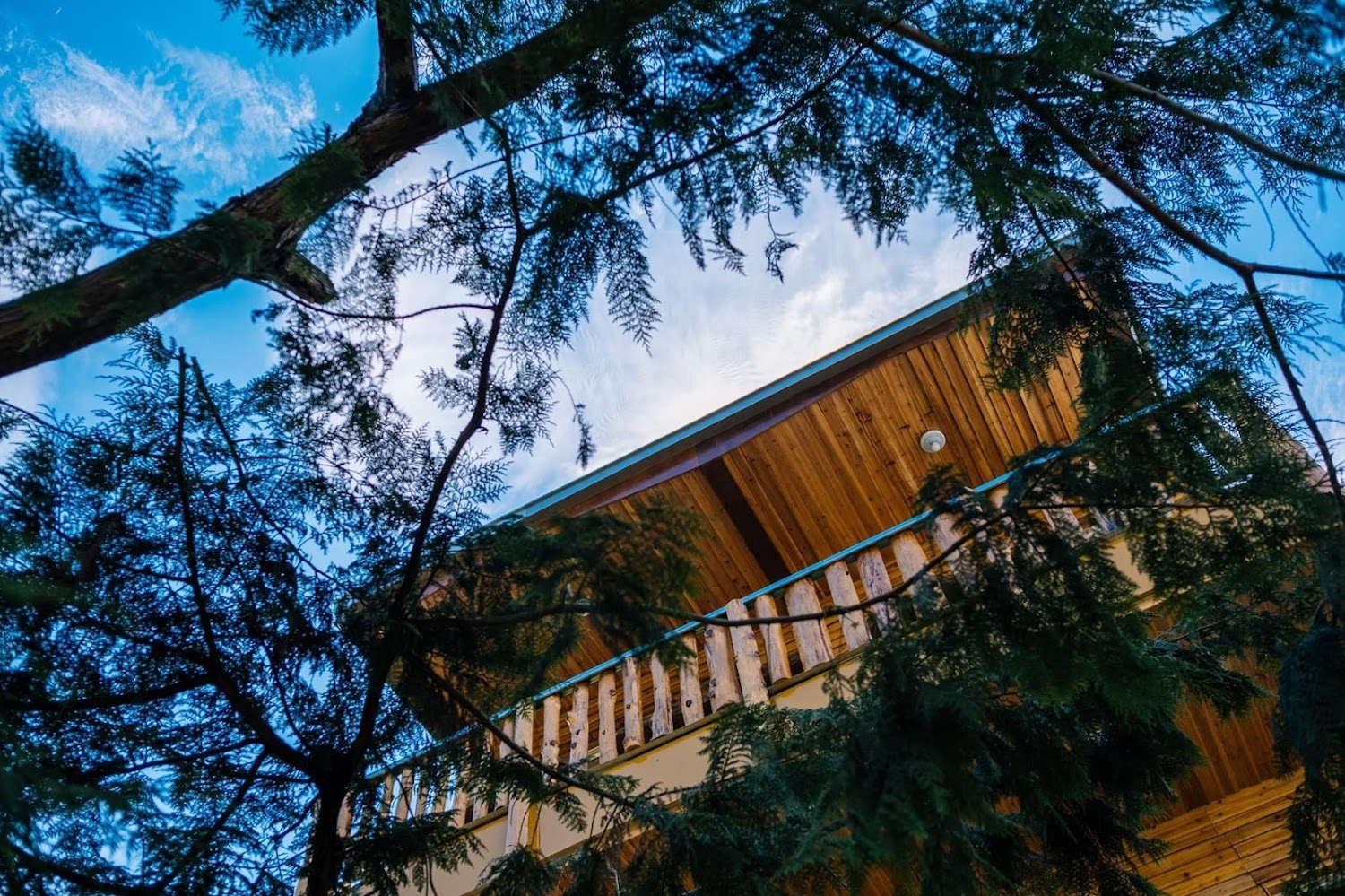 【2025最新版】司馬庫斯秘境大探索｜你不能錯過的絕美景點