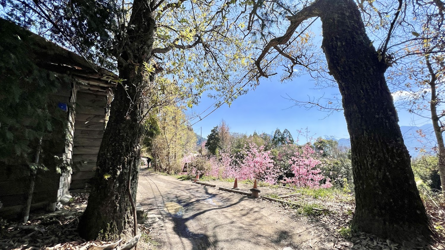 司馬庫斯-夫妻樹