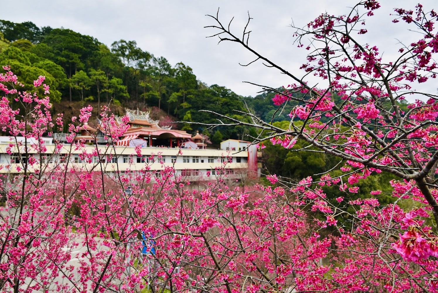 協雲宮櫻花步道攻略|不可錯過的賞櫻熱點