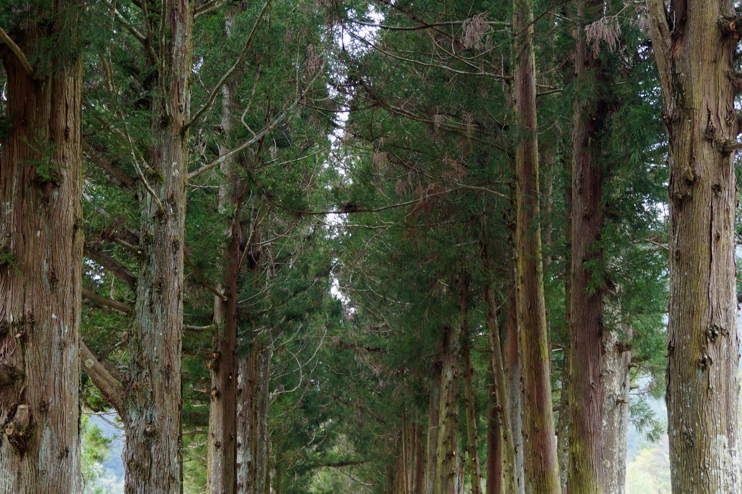 【2025】探索司馬庫斯：不可錯過的秘境與在地風味美食