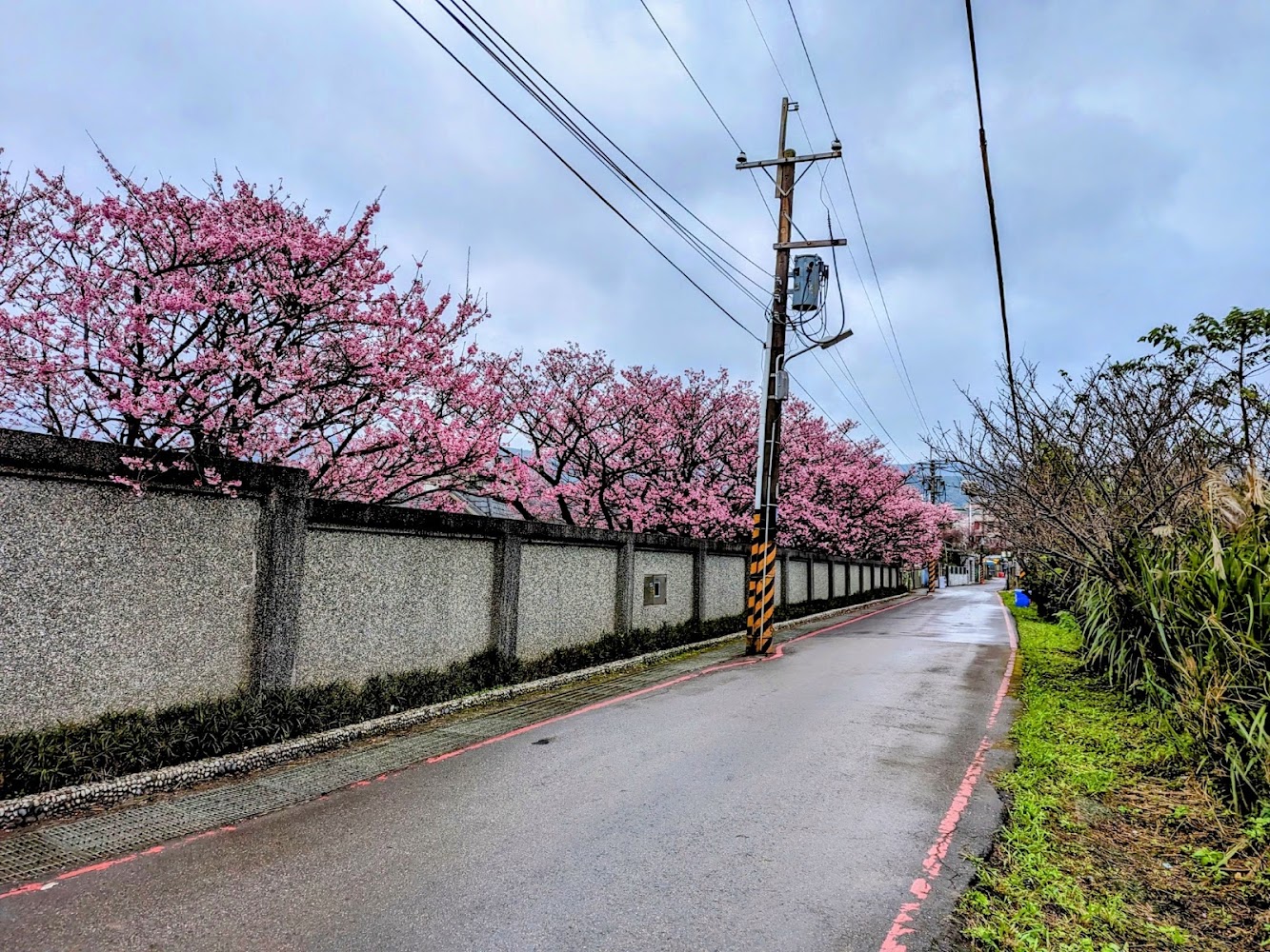 陽明山櫻花：2025不可錯過的賞花景點