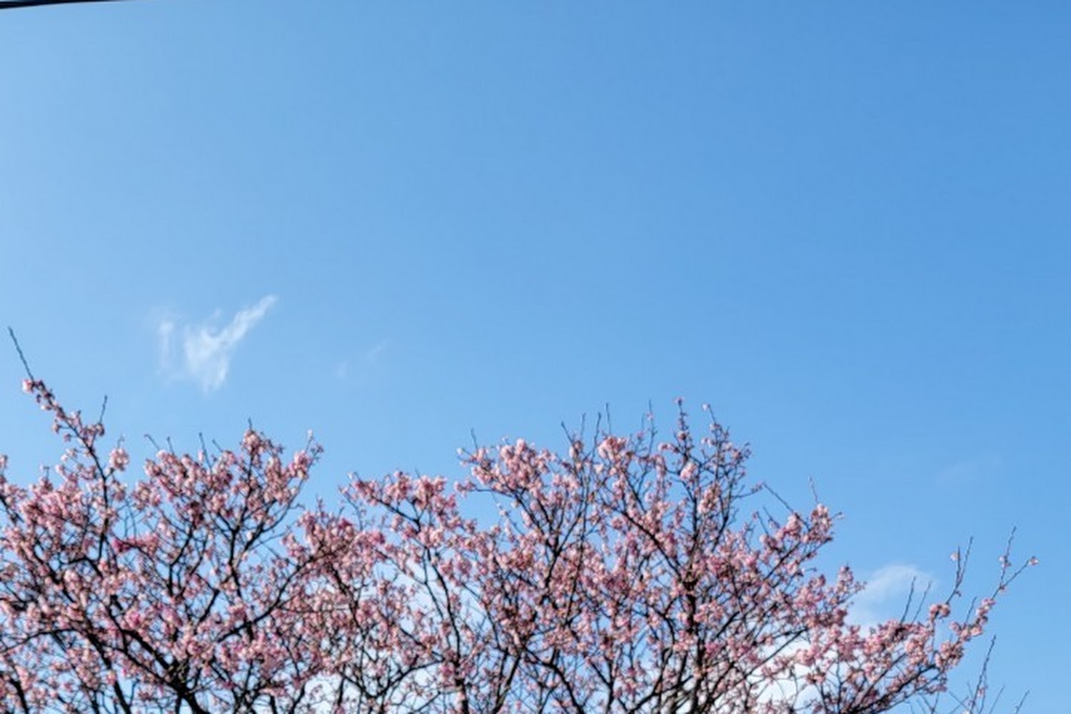 平菁街櫻花攻略｜2025你不可錯過的賞櫻秘境