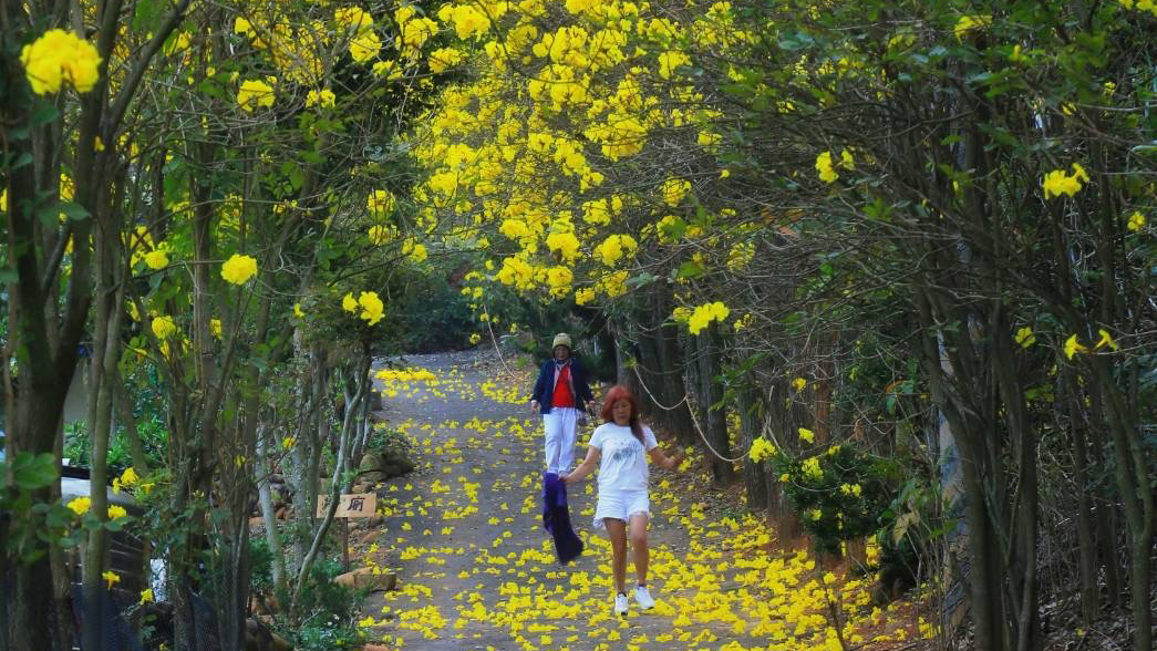 新埔詹家黃金風鈴木