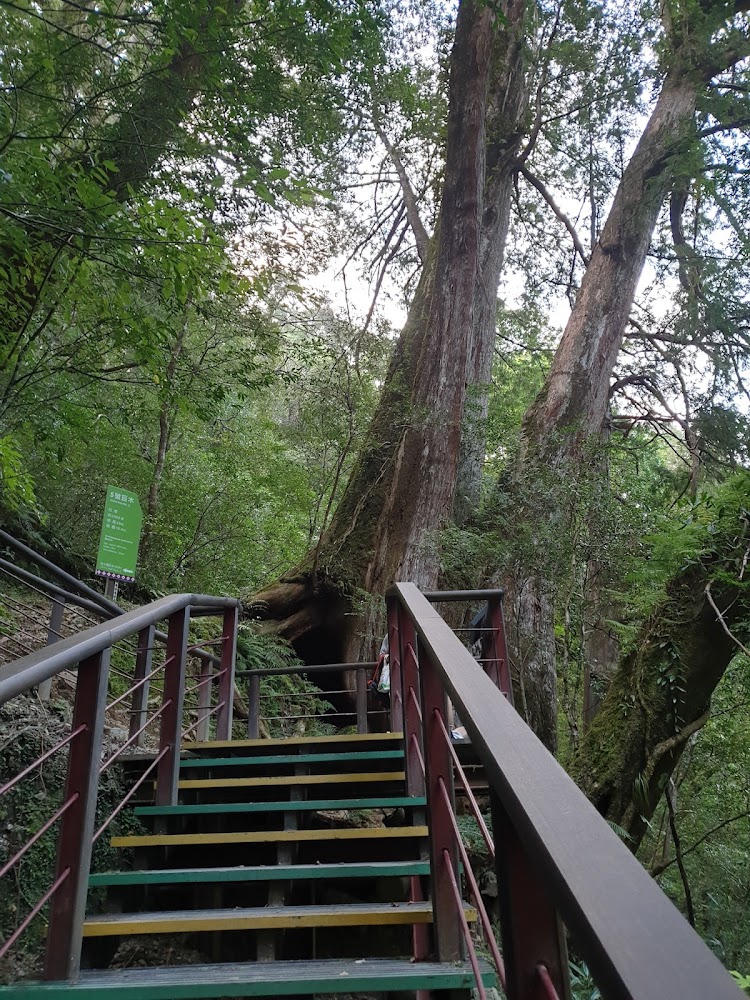 司馬庫斯櫻花攻略|2025年必訪的賞花秘境