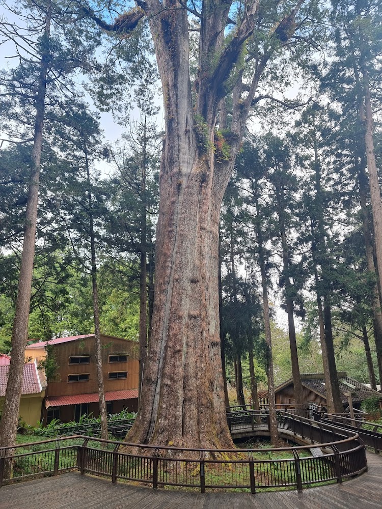 阿里山森林遊樂區必看攻略｜不能錯過的絕美景點