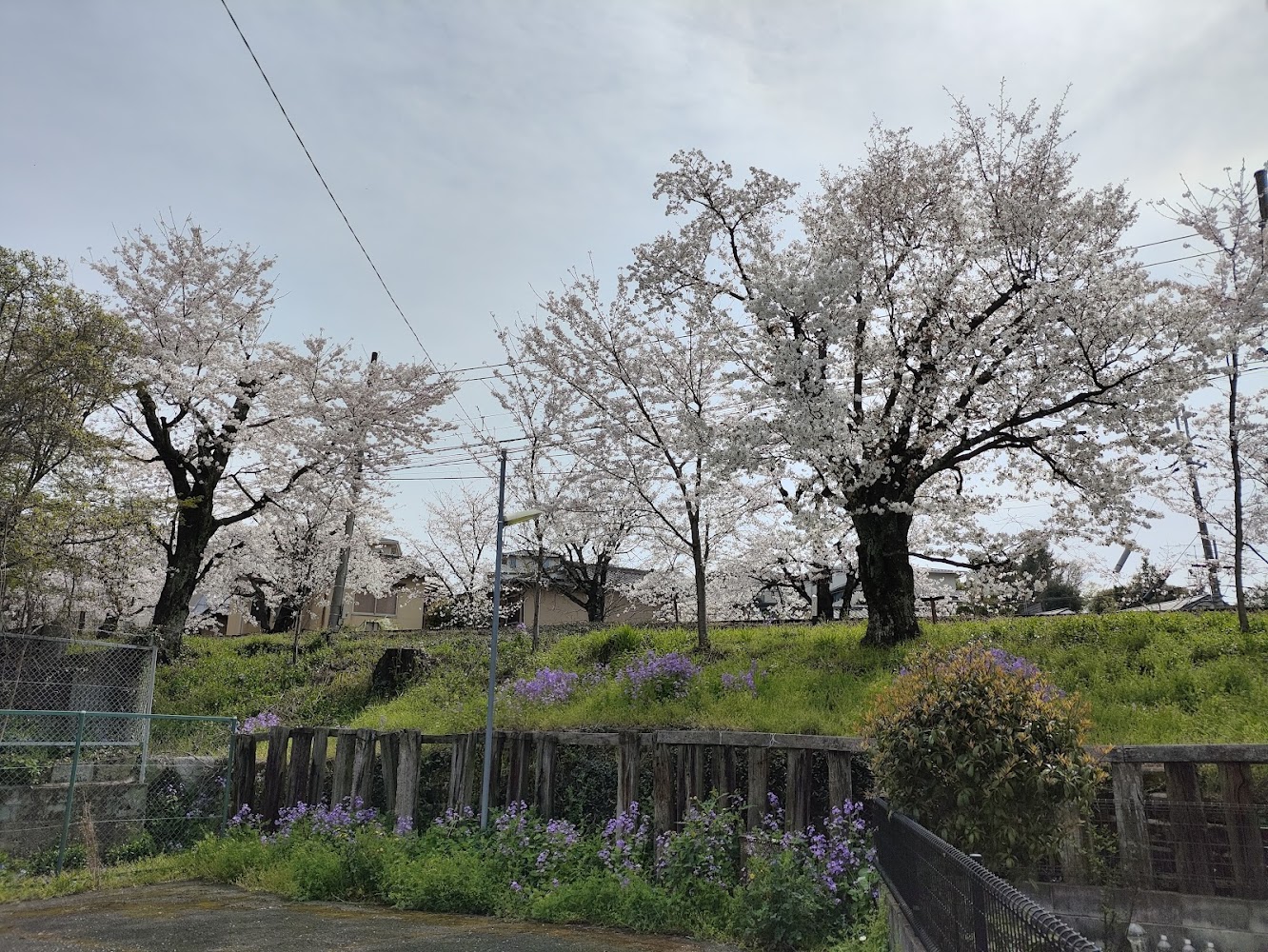 櫻花景點必看！2025年不可錯過的賞櫻勝地