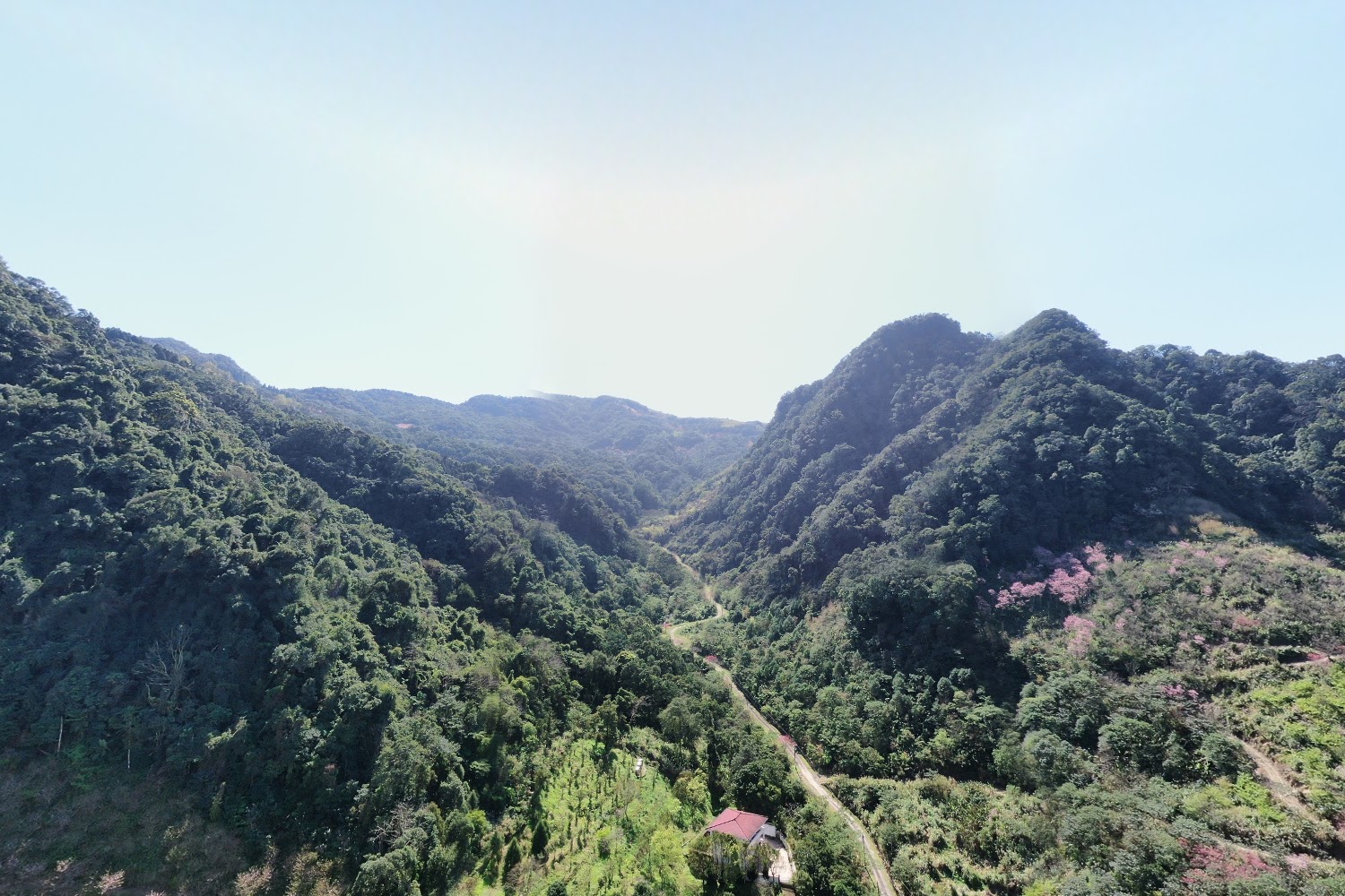 三峽大熊櫻花林
