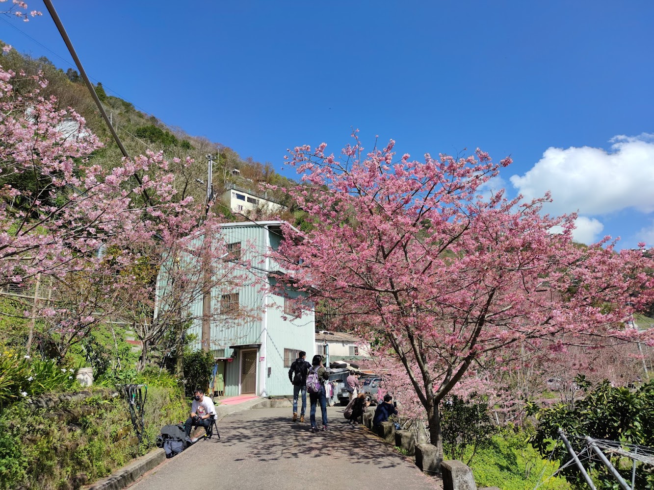 中巴陵櫻木花道：旅遊必訪的隱藏景點及其獨特魅力