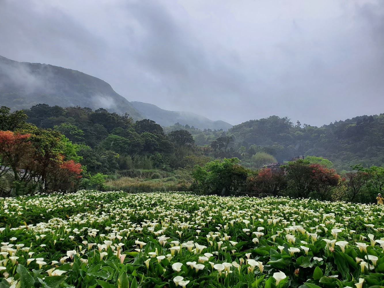 2025陽明山花季：避開人潮的私密賞花景點推薦