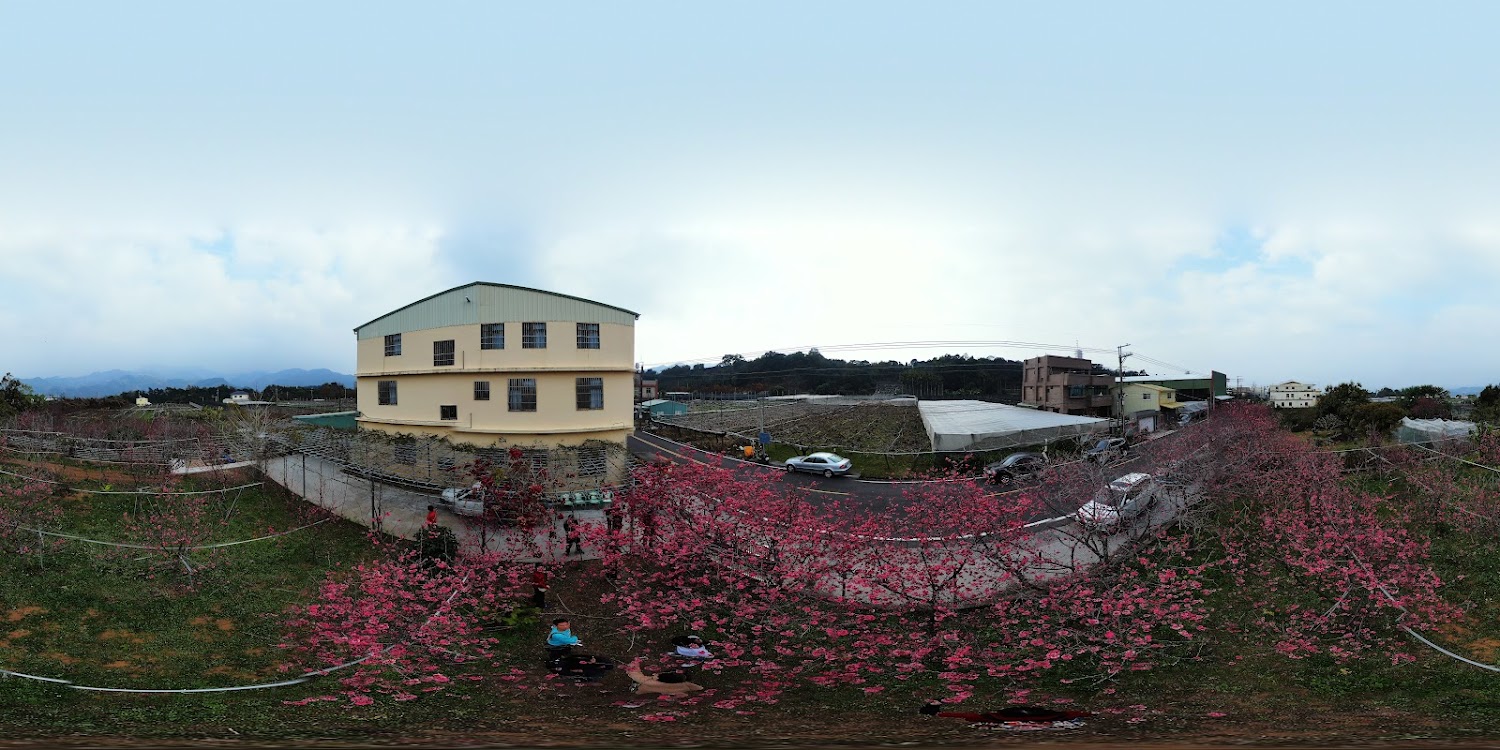 不可錯過的新社櫻花新秘境：2025春季最佳賞櫻路線推薦