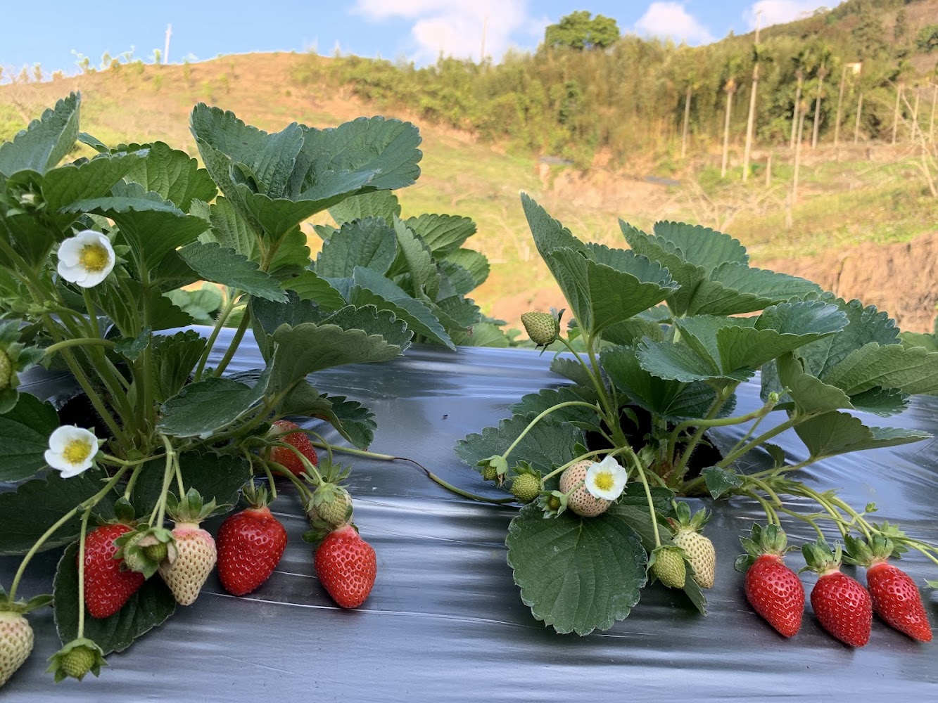 2025不可錯過的大湖草莓季｜深入探索台灣草莓之鄉的驚人魅力