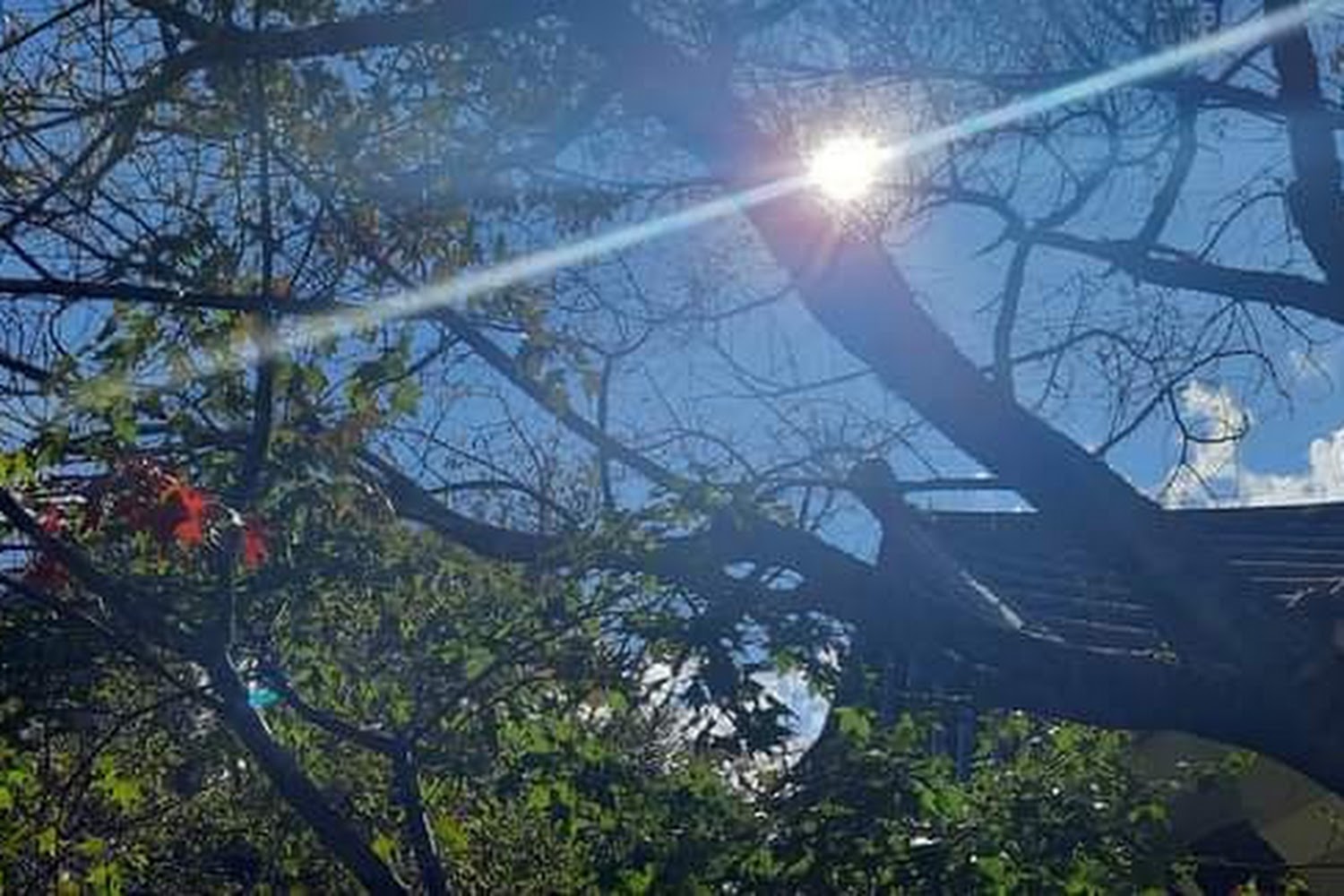 2025奧萬大旅遊指南：避開這常見錯誤，盡享絕美楓紅季