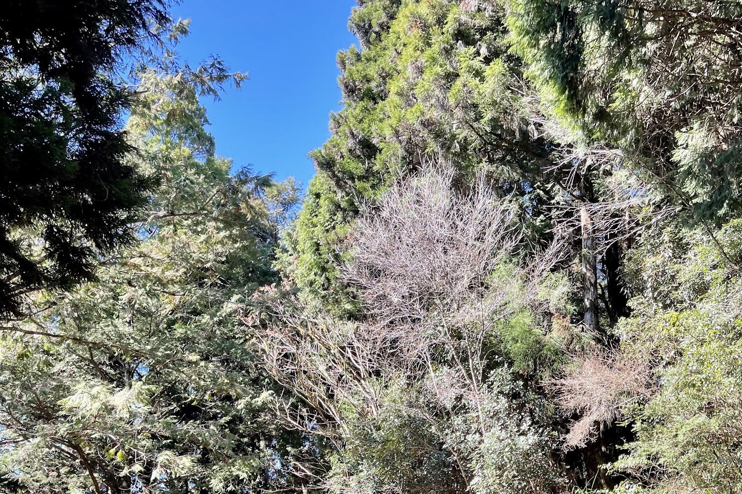 【2025】避開太平山旅遊陷阱，享受完美假期！