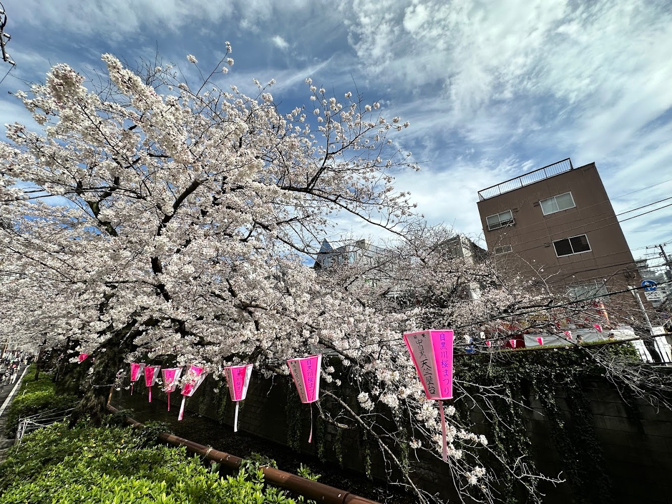 日本櫻花季節必去旅遊指南｜熱門景點與拍照秘訣