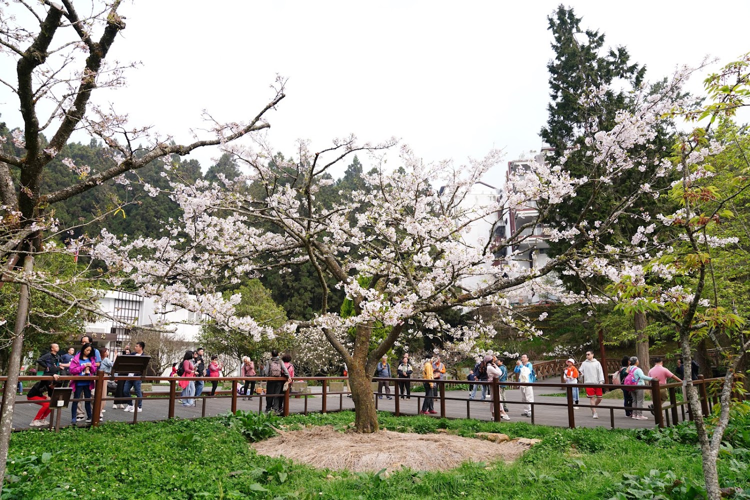 【2025】阿里山小火車絕美景點推薦｜拍照熱點不容錯過