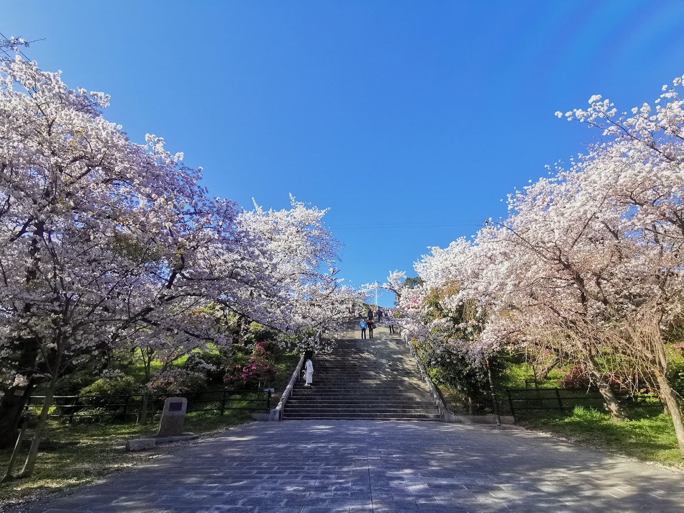櫻花景點必看！2025年不可錯過的賞櫻勝地