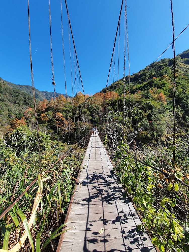 【2025最新版】司馬庫斯秘境大探索｜你不能錯過的絕美景點