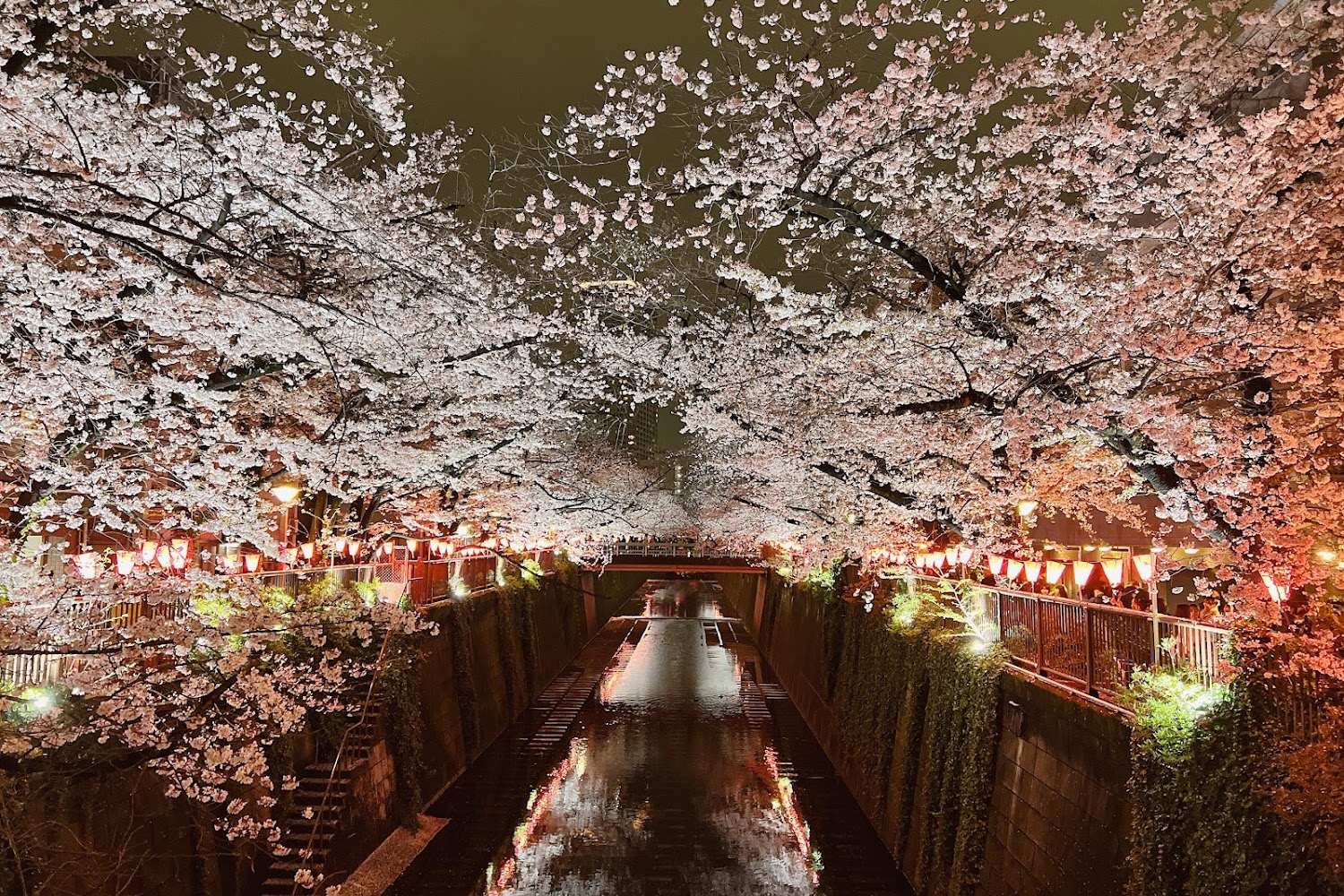 目黑川的櫻花步道