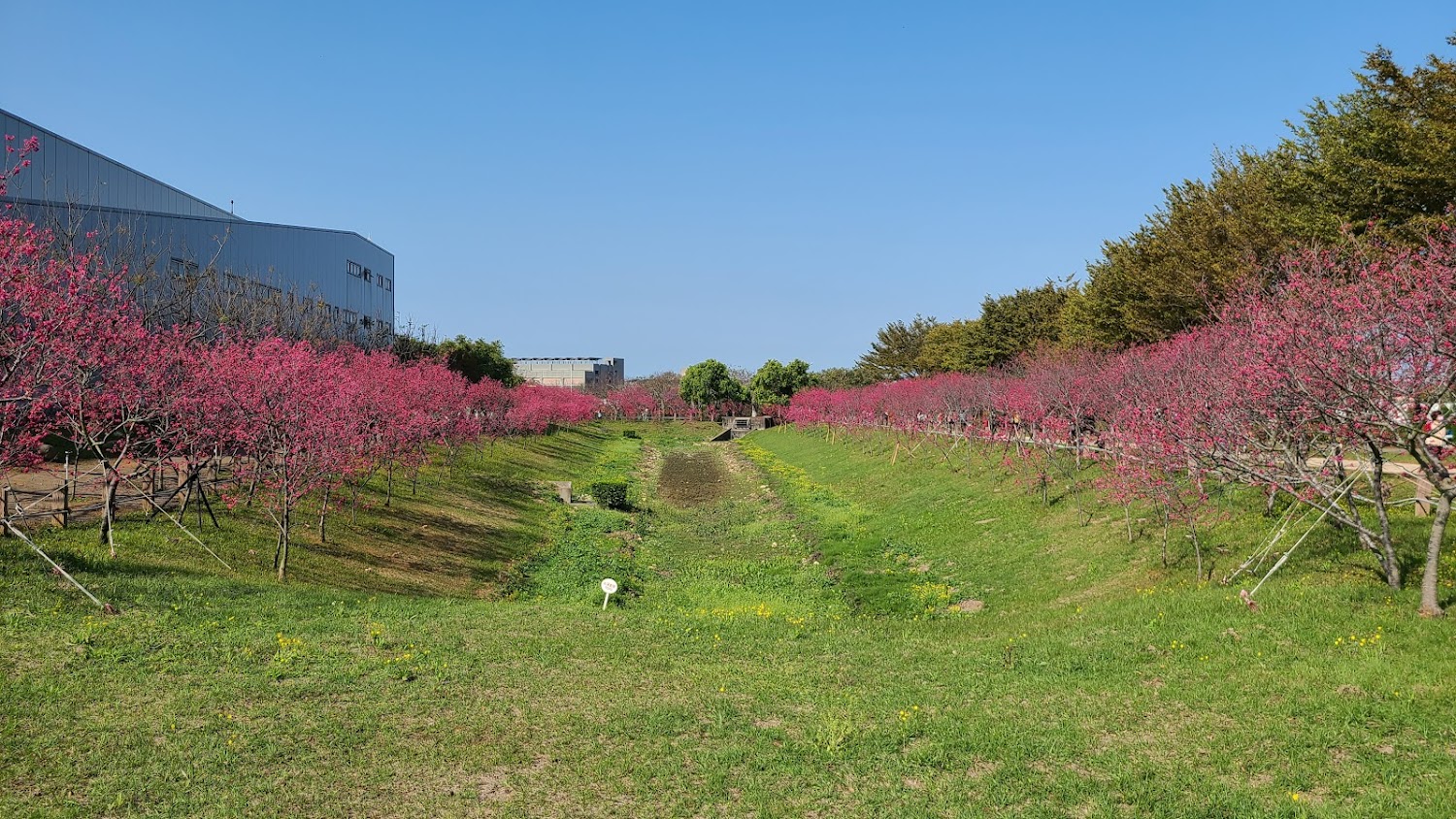 WELE櫻花公園