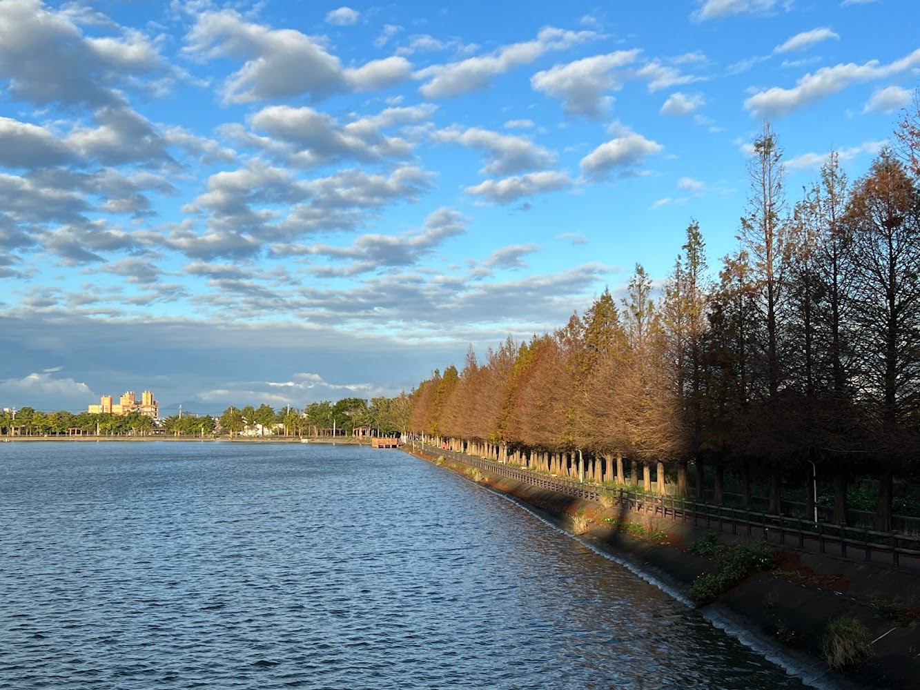 霄裡大池旁成排的落羽松倒影