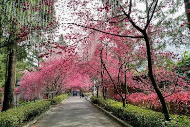 櫻花季必訪景點推薦